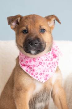 Vacay: Motel -  German Shepherd Dog Dog for Adoption in Palo Alto, California - Vacay: Motel | PetCurious
