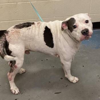 Mayhem -  Mixed Breed Dog for Adoption in Memphis, Tennessee - Mayhem | PetCurious