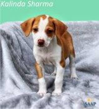 Kalinda Sharma -  Chihuahua and Beagle Dog for Adoption in Newport, Kentucky - Kalinda Sharma | PetCurious