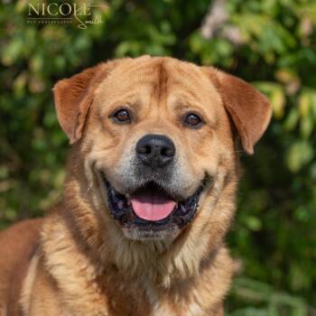 Rescue Golden Retriever and Chow Chow Dogs for Adoption in Henderson, Kentucky - Winchester | PetCurious