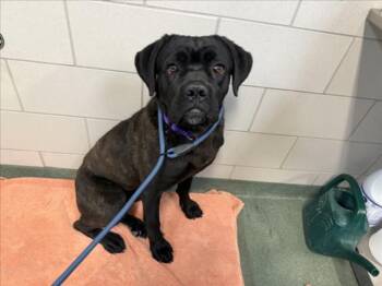 A175674 -  Mixed Breed Dog for Adoption in Santa Fe, New Mexico - A175674 | PetCurious