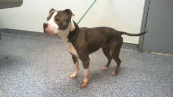Pit Bull Terrier Dogs Available for Adoption in Charlotte, North Carolina - A1262766 | PetCurious