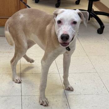 Rica -  Greyhound Dog for Adoption in Jacksonville, Arkansas - Rica | PetCurious