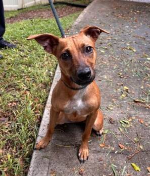 Cher -  Mixed Breed Dog for Adoption in Honolulu, Hawaii - Cher | PetCurious