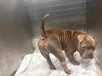 American Bulldog Dogs Available for Adoption - LEFTY | PetCurious