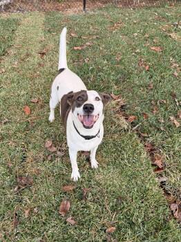 Rescue Cattle Dog Dogs for Adoption in Spring, Texas - Elsa | PetCurious