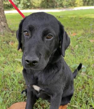 Pup Patience -  Labrador Retriever Dog for Adoption in Washington, District Of Columbia - Pup Patience | PetCurious