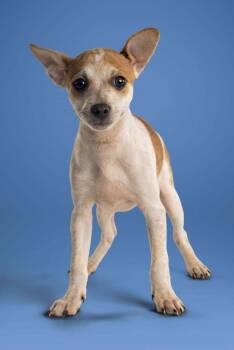Justice -  Chihuahua Dog for Adoption in Wolcott, Connecticut - Justice | PetCurious