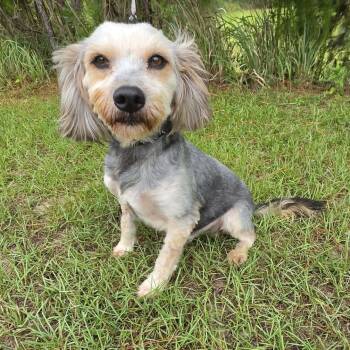 Jed -  Yorkshire Terrier Dog for Adoption in Foley, Alabama - Jed | PetCurious