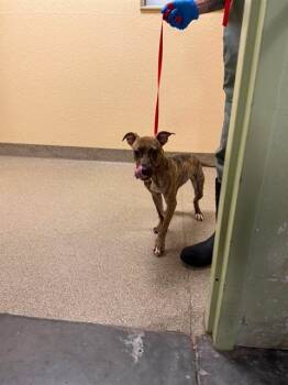 SABRINA -  Terrier Dog for Adoption in Fort Myers, Florida - SABRINA | PetCurious