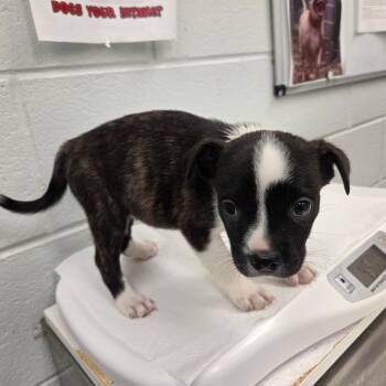 Kia -  Mixed Breed Dog for Adoption in Chattanooga, Tennessee - Kia | PetCurious