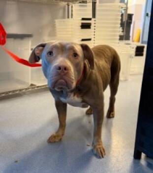 Rescue Pit Bull Terrier Dogs for Adoption in San Jose, California - DARLA | PetCurious