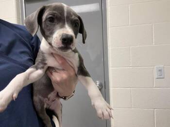 ARCHIE -  Pit Bull Terrier Dog for Adoption in Auburn, California - ARCHIE | PetCurious