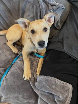 Mixed Breed Dogs Available for Adoption - Clara | PetCurious