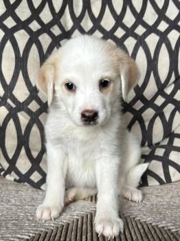 SYDNEY -  Great Pyrenees and Labrador Retriever Dog for Adoption in Fosters, Alabama - SYDNEY | PetCurious