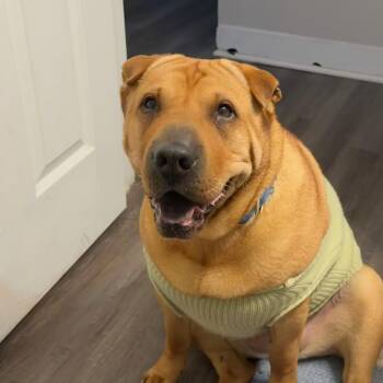 Shar Pei Dogs Available for Adoption - HONEY BUNZ | PetCurious