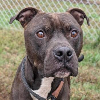 Rescue Pit Bull Terrier Dogs for Adoption in Manassas, Virginia - Rickie Riot (ID 48758/3446) | PetCurious