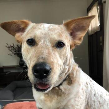 Cattle Dog Dogs Available for Adoption in Minnetonka, Minnesota - Freckles D68369 | PetCurious