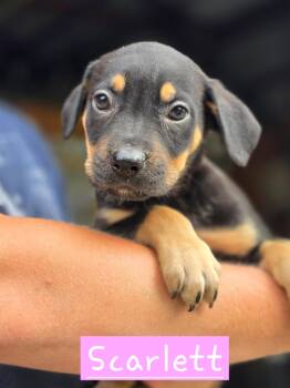 Scarlett -  Mixed Breed Dog for Adoption in Walthill, Nebraska - Scarlett | PetCurious
