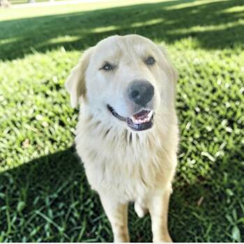 Buster -  Golden Retriever and Great Pyrenees Dog for Adoption in Austin, Texas - Buster | PetCurious