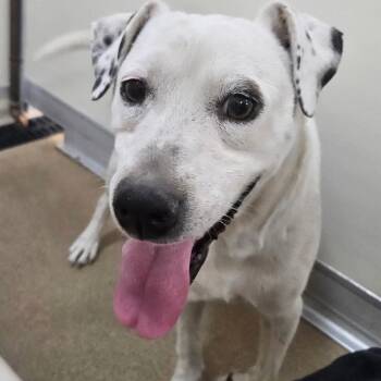 Rozzlin -  Mixed Breed and Labrador Retriever Dog for Adoption in Salt Lake City, Utah - Rozzlin | PetCurious