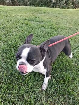 Domy -  Boston Terrier Dog for Adoption in Vaudreuil-dorion, Quebec - Domy | PetCurious