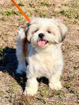 Shih Tzu Dogs Available for Adoption - Emmeline | PetCurious