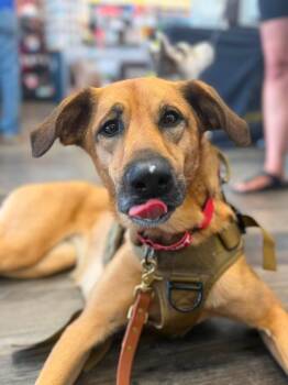 Fawkes -  Labrador Retriever and Husky Dog for Adoption in Cambridge, Ontario - Fawkes | PetCurious