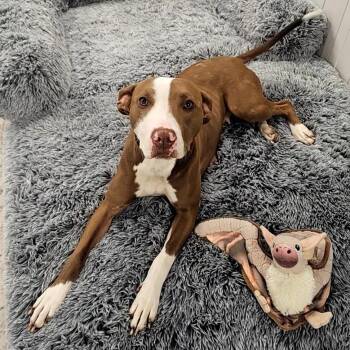 Mixed Breed Dogs Available for Adoption in Allentown, Pennsylvania - Mira | PetCurious