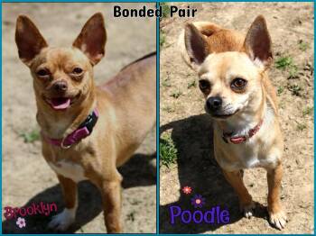 Chihuahua Dogs Available for Adoption in Shippenville, Pennsylvania - Brooklyn & Poodle | PetCurious