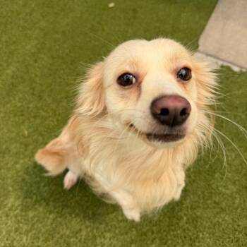 Chester -  Mixed Breed Dog for Adoption in Titusville, Florida - Chester | PetCurious