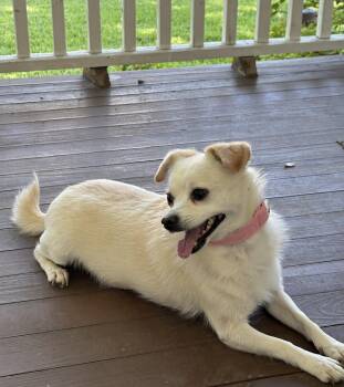 MILLY - Little Doll -  Chihuahua Dog for Adoption - MILLY - Little Doll | PetCurious