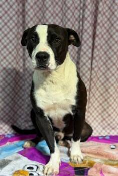 Jake -  American Staffordshire Terrier Dog for Adoption in Opelousas, Louisiana - Jake | PetCurious