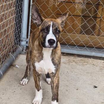 Terrier and Shepherd Dogs Available for Adoption in Birmingham, Alabama - Chopper | PetCurious