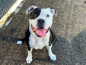 Pit Bull Terrier and Mixed Breed Dogs Available for Adoption - BAHAMA | PetCurious