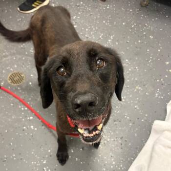 Bubby -  Mixed Breed Dog for Adoption in Columbiana, Alabama - Bubby | PetCurious