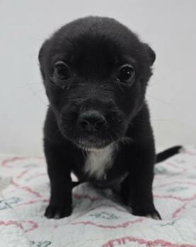 Australian Kelpie and Terrier Dogs Available for Adoption in New York, New York - Go Gin Go *foster Needed* | PetCurious