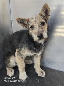 Terrier Dogs Available for Adoption - MARY | PetCurious