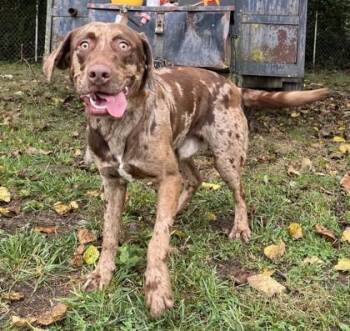 Leroy -  Mixed Breed Dog for Adoption in New Albany, Indiana - Leroy | PetCurious
