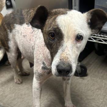 Demi -  Terrier Dog Available for Adoption in Parrish, Alabama - Demi | PetCurious