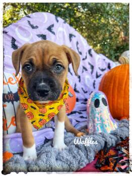 Waffles -  Black Mouth Cur Dog for Adoption in Sebring, Florida - Waffles | PetCurious