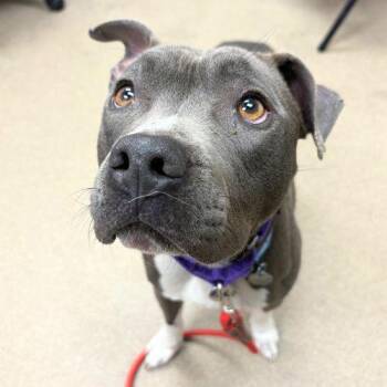 TADPOLE -  Pit Bull Terrier Dog for Adoption in Aurora, Colorado - TADPOLE | PetCurious