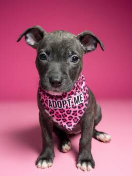 Zendaya-ADOPT Me -  Pit Bull Terrier Dog for Adoption in Redondo Beach, California - Zendaya-ADOPT Me | PetCurious