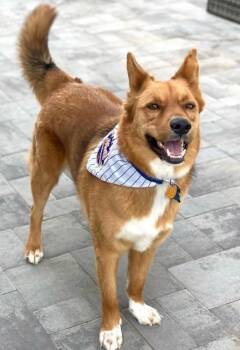 Rescue Shepherd Dogs for Adoption in Huntington, New York - Shorty | PetCurious