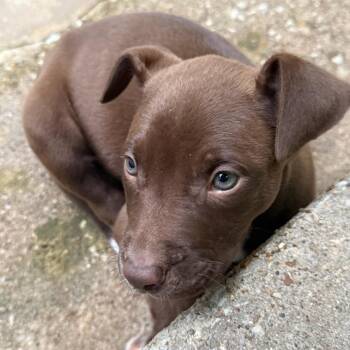 Willow -  Mixed Breed and Pit Bull Terrier Dog for Adoption in Durant, Oklahoma - Willow | PetCurious