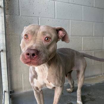 Frisky -  Pit Bull Terrier Dog for Adoption in Yuma, Arizona - Frisky | PetCurious