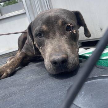 Staffordshire Bull Terrier Dogs Available for Adoption in Edinburg, Texas - Miso | PetCurious