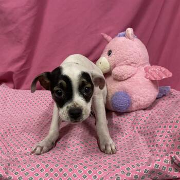 A614016 -  Staffordshire Bull Terrier and Mixed Breed Dog for Adoption in Modesto, California - A614016 | PetCurious