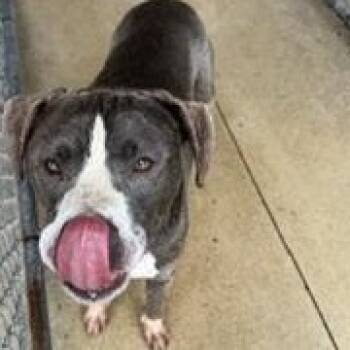 Mike -  American Bully Dog for Adoption in New Castle, Indiana - Mike | PetCurious