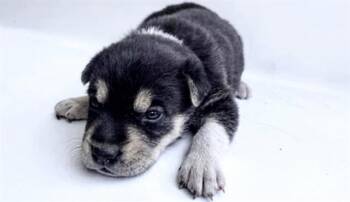 SHERRI -  German Shepherd Dog Dog for Adoption in Houston, Texas - SHERRI | PetCurious